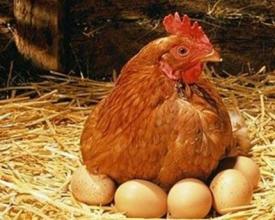 蛋雞預(yù)產(chǎn)期的飼養(yǎng)管理